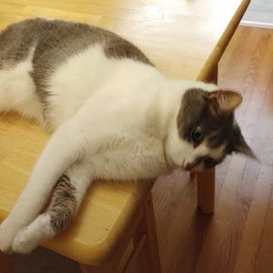 Meet your Posher, Annie